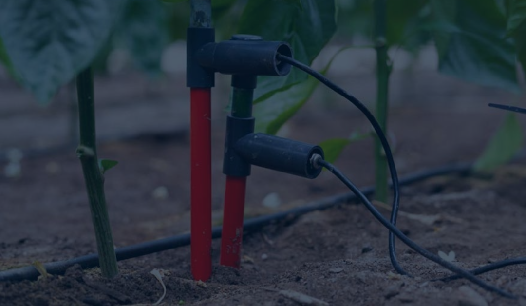 Tecnología y Sostenibilidad en el Negocio Agrícola Familiar